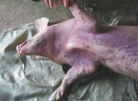 氨基糖的药品养猪使用,养猪必备三种药