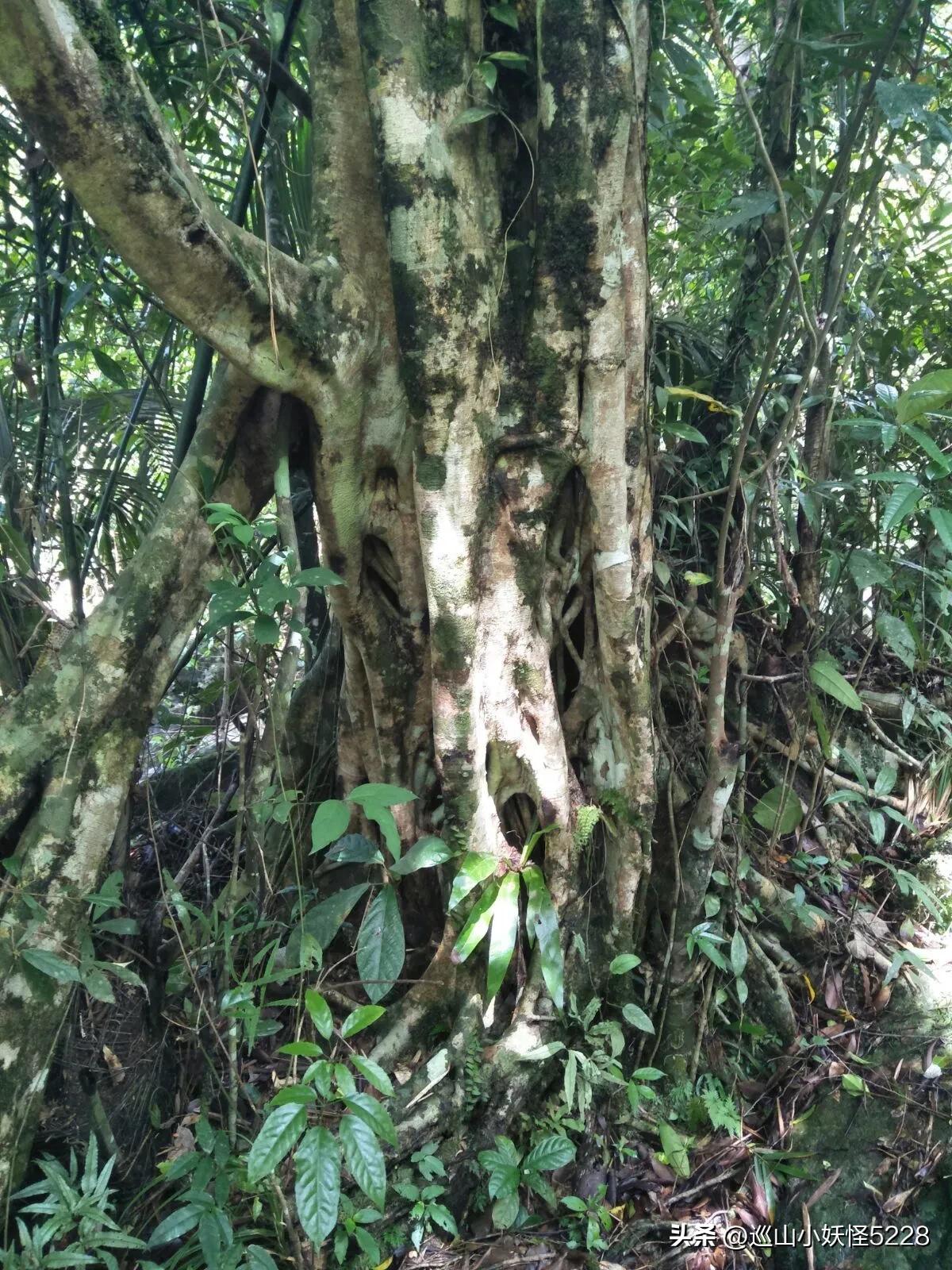 海口金牛岭的传说故事,三亚凤凰岭的传说和故事