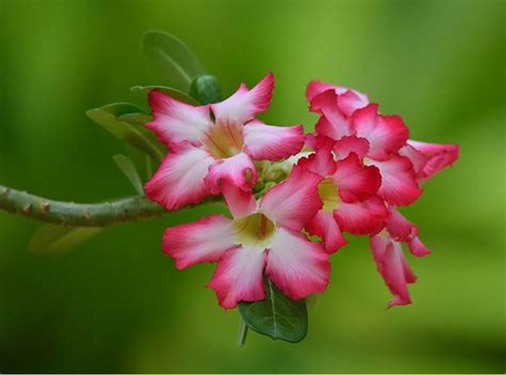 怎么把沙漠玫瑰养成啤酒肚,重瓣沙漠玫瑰养殖方法