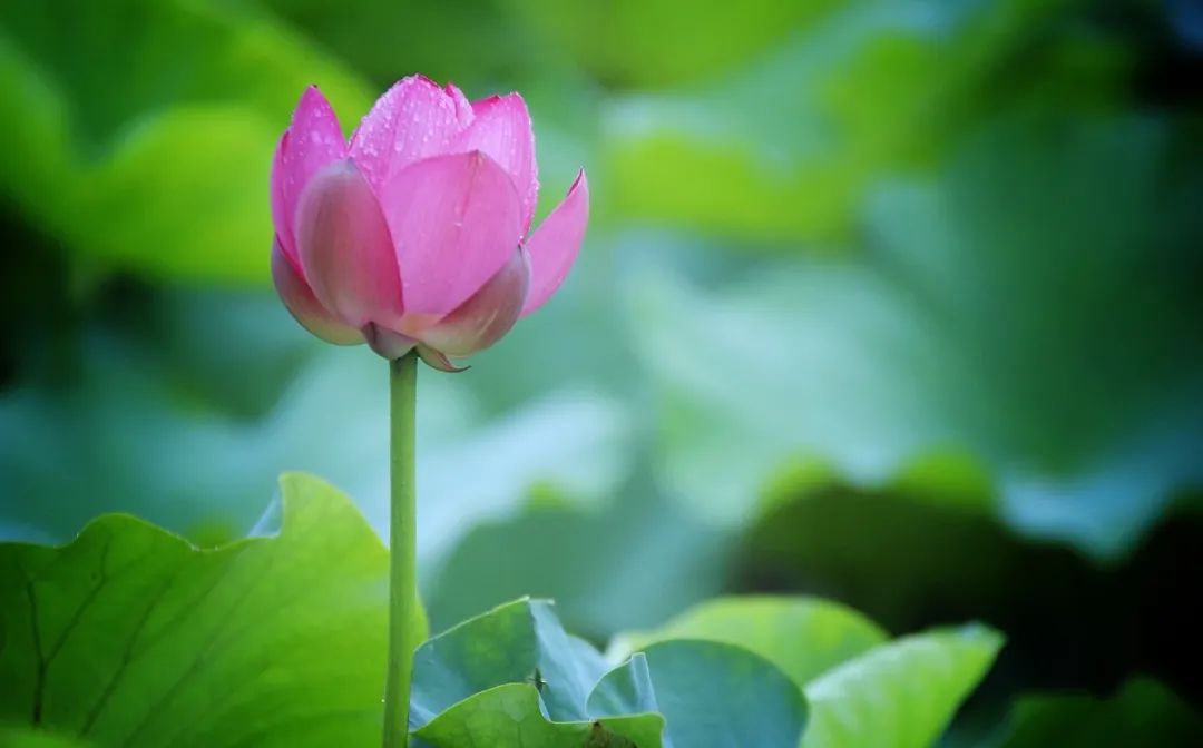 春来夏往，秋收冬藏，带你感受沙家浜的四季，别错过身边的美好