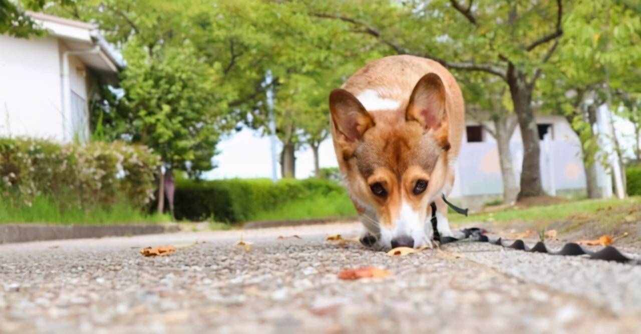 动物在交配前，为啥会先闻对方的屁股，小小肛门释放了多少信息？