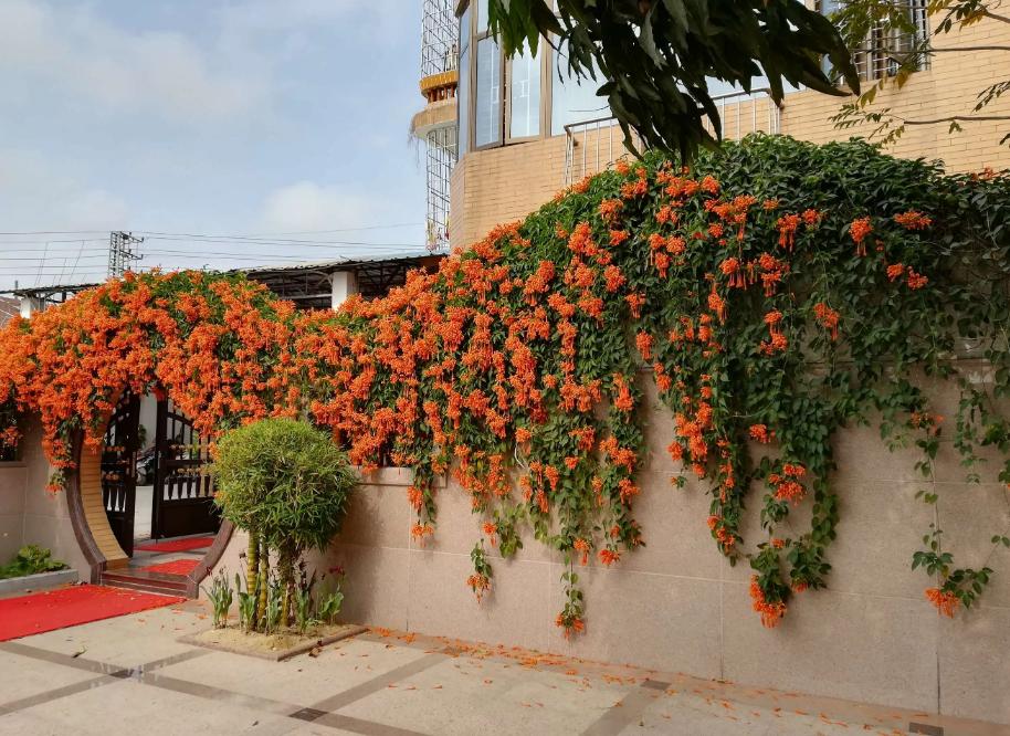 爬墙的绿植花卉有哪些,可以一年四季可以养的爬墙绿植