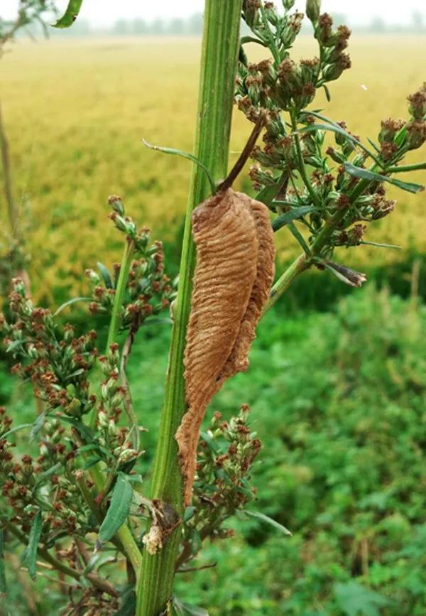 儿童遗尿的中药治疗方法,治疗尿失禁遗尿祖传秘方