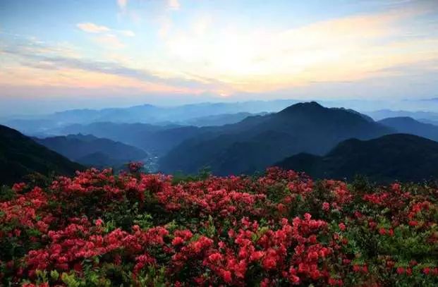 林中若有花，念的必是映山红