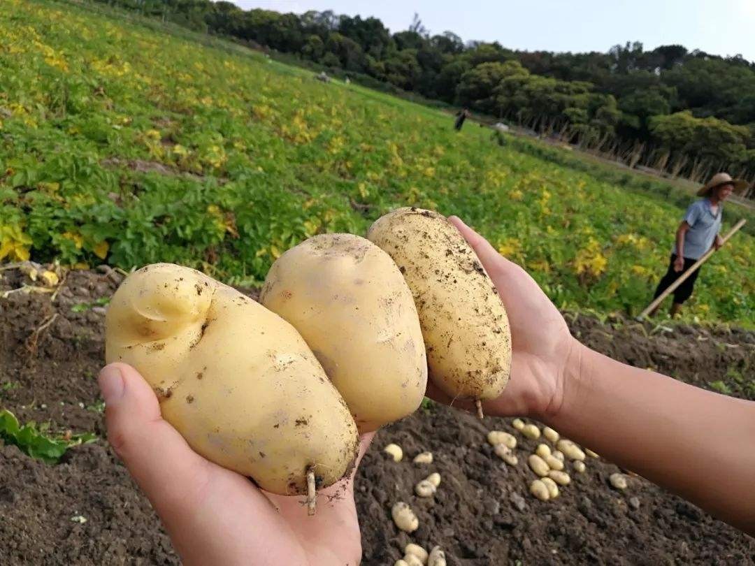 哪个地方的土豆最好吃,什么地方的土豆最出名最好吃