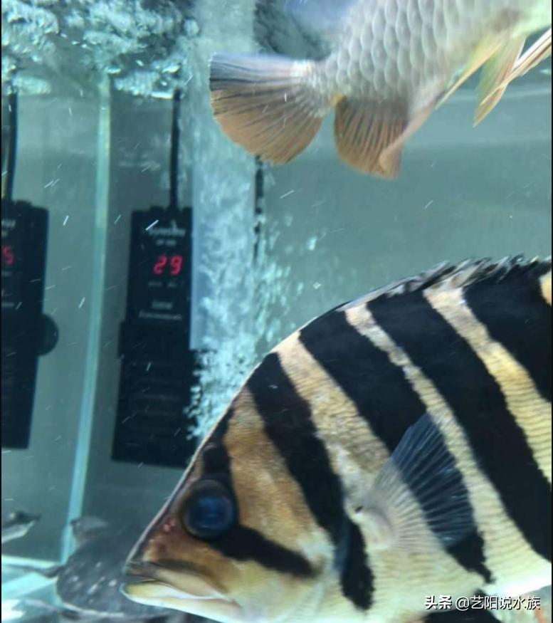 虎鱼和龙鱼混养打架吗,龙鱼混养虎鱼打架