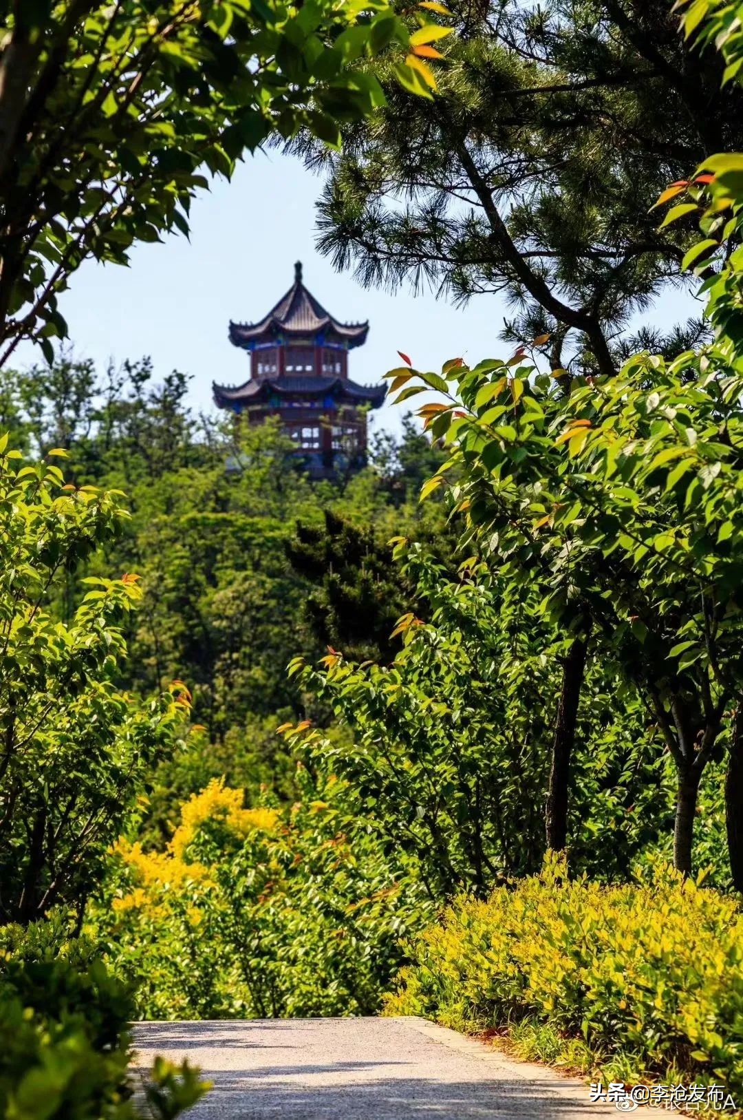 绿荫的夏天，快来解锁李沧这个小众宝藏之地！