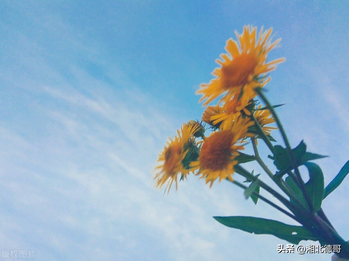 德智体美劳“五育并举”——我校开展劳动教育课程活动