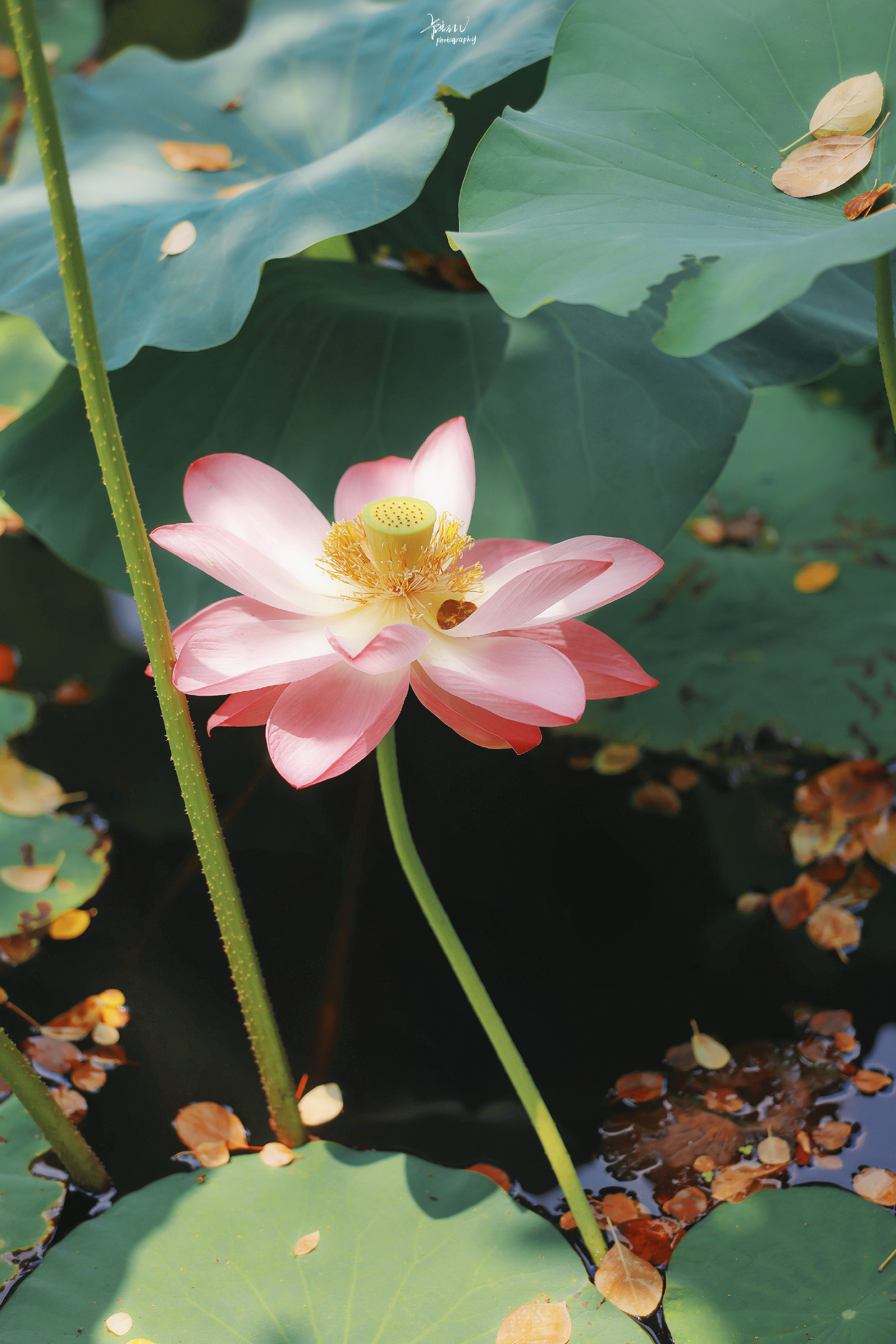 鑽疯姳鎽勫奖浣滃搧鍏ㄩ泦,鑽疯姳鎽勫奖浣滃搧閲戝