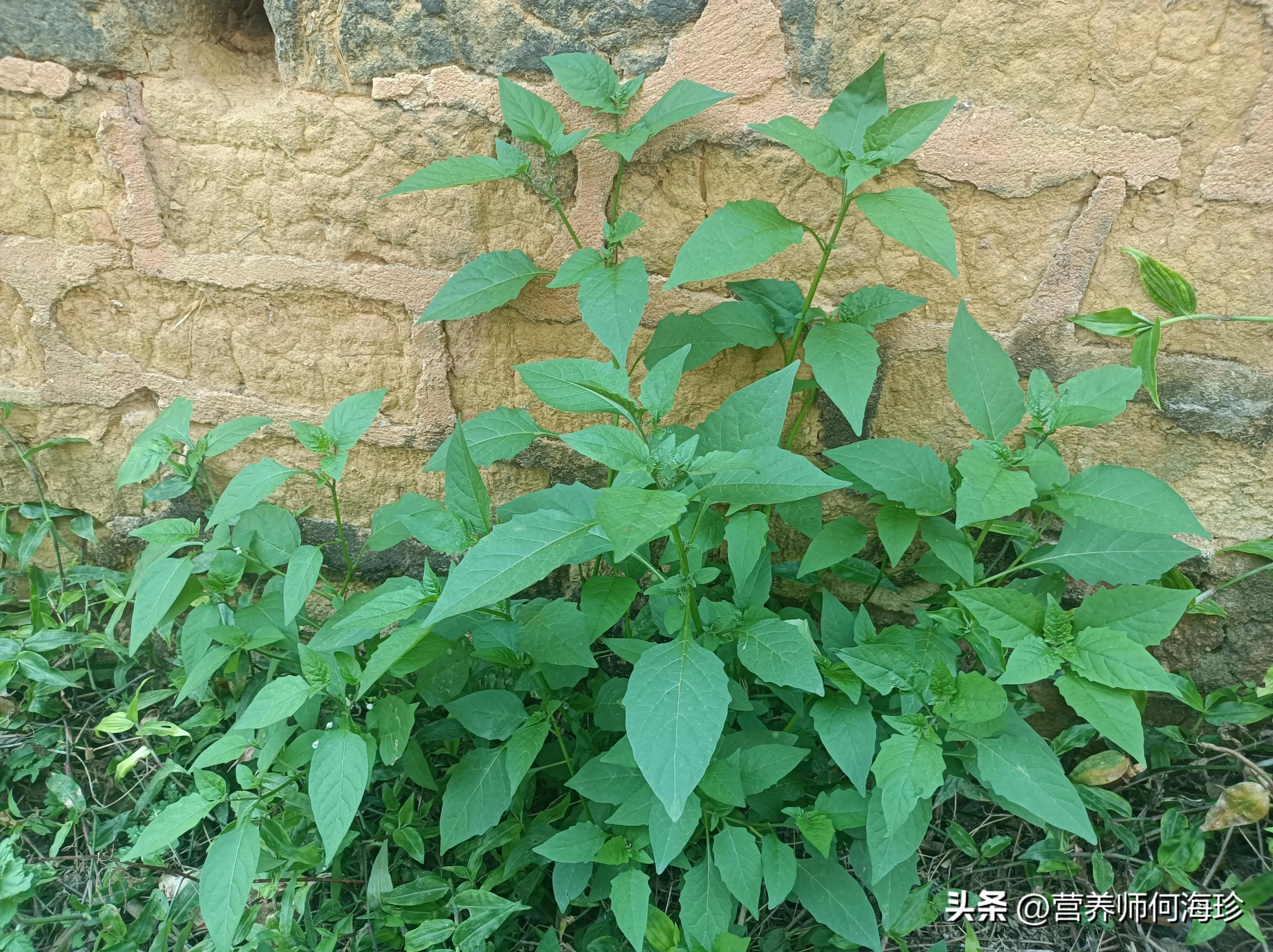 像辣椒苗的草药,像辣椒的野生植物