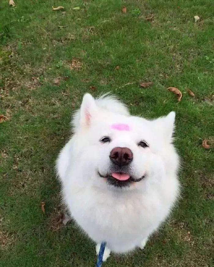 萨摩耶犬和哈士奇犬哪个狗狗更好,萨摩耶犬和哈士奇哪个比较好养