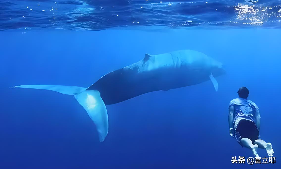 深海巨鲸有多可怕,蓝鲸10秒内就能吞下100吨的海水