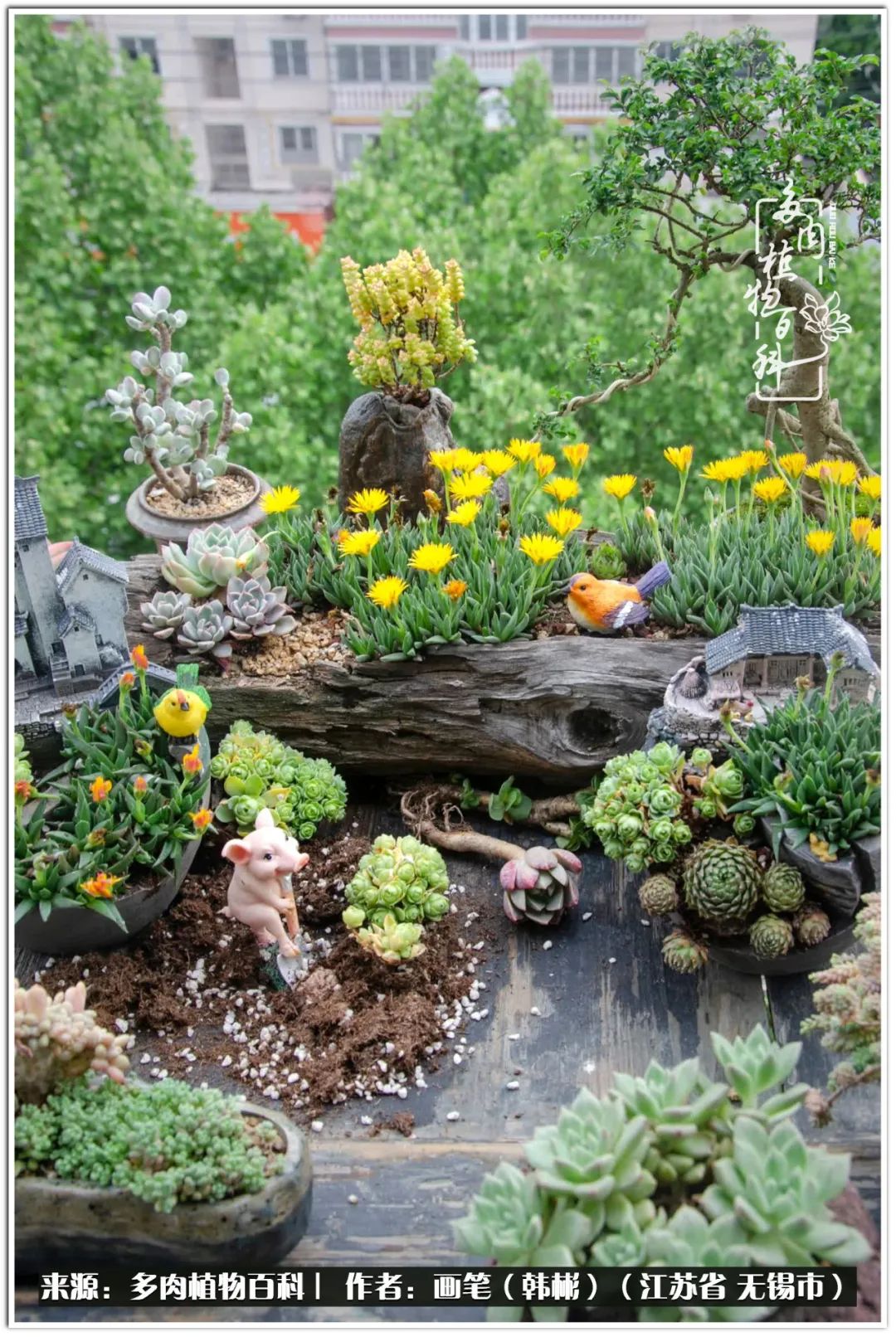 盆景多肉常遇到的问题,多肉盆景无穷小