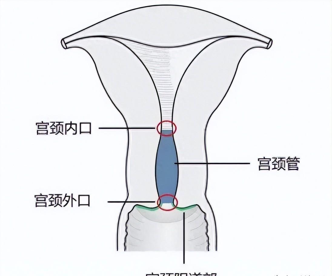 发现精子的科学家,科学家精子运动违背牛顿第三定律