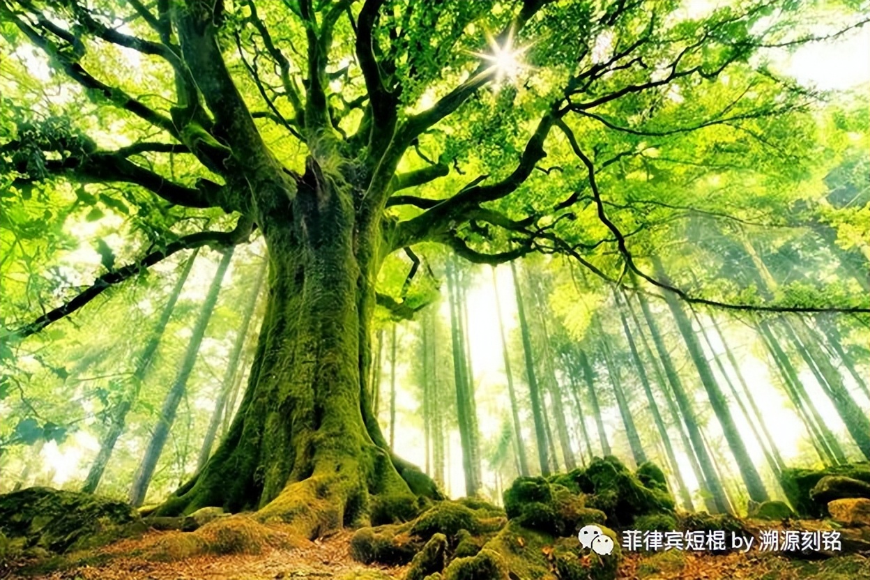 菲律宾短棍什么材质好,菲律宾短棍和中国少林棍