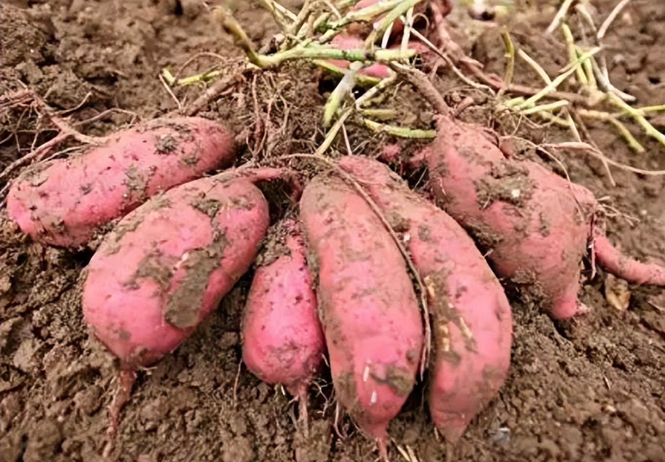 烤红薯怎样保存时间长,怎样保存烤红薯