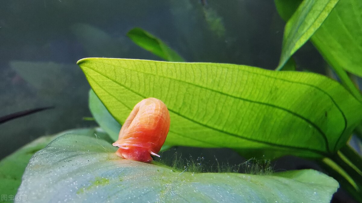 鱼缸里养苹果螺可以放水质稳定剂,什么螺可以净化鱼缸水质