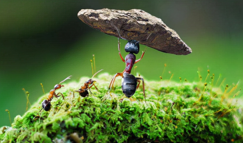 “蚁象之辩”：陕西有没有“产业新势力”？