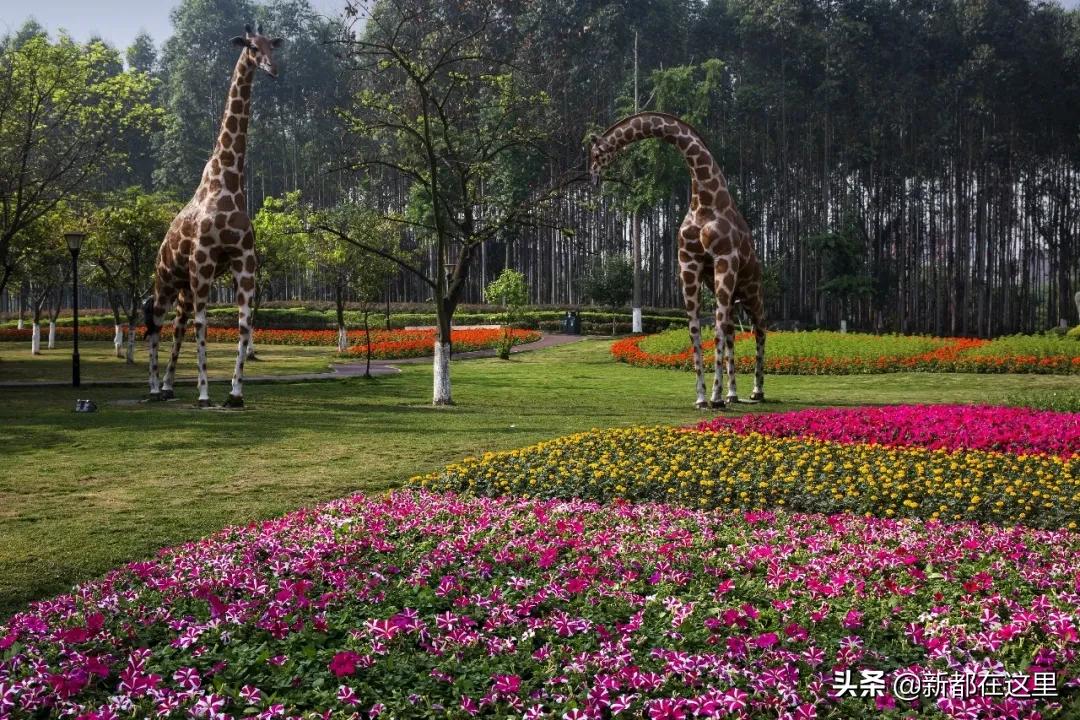 邂逅成都的100个生活细节,邂逅成都的一百个细节