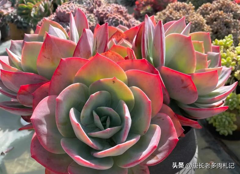 多肉长时间不发根怎么办,多肉为什么老是不服盆