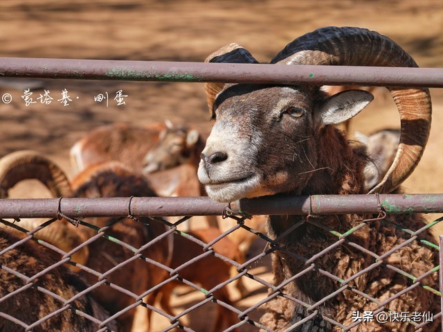 沈阳森林动物园缆车,自驾沈阳森林动物园