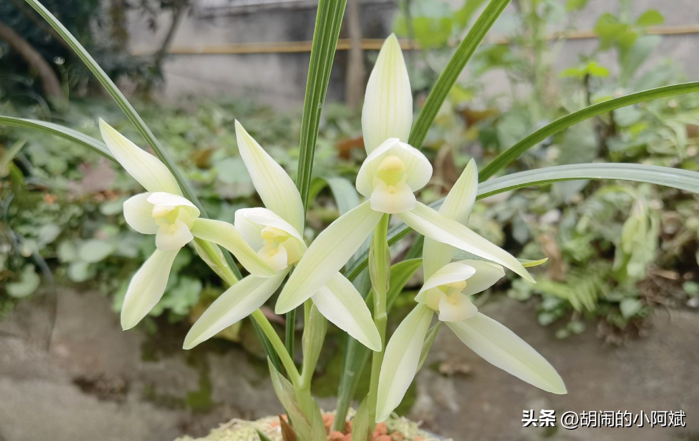 雪兰最好的兰花品种,最值得养的素心兰花