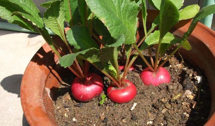 阳台种菜可以多茬采收,在阳台种菜最快采收的五种蔬菜