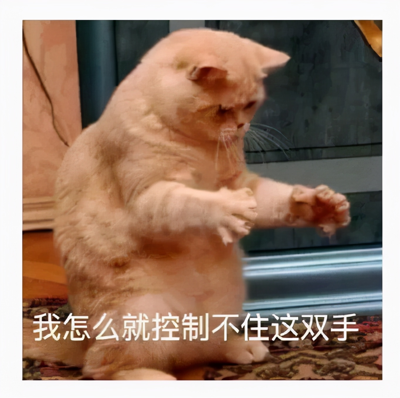 猫咪卖萌是什么心理,猫咪卖萌为什么会瞳孔变大