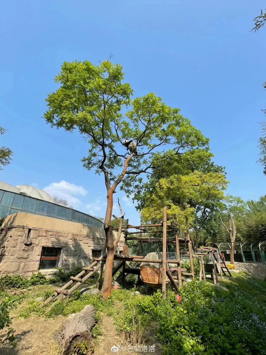 北京动物园有大熊猫丫丫吗,大熊猫丫丫送到动物园的视频