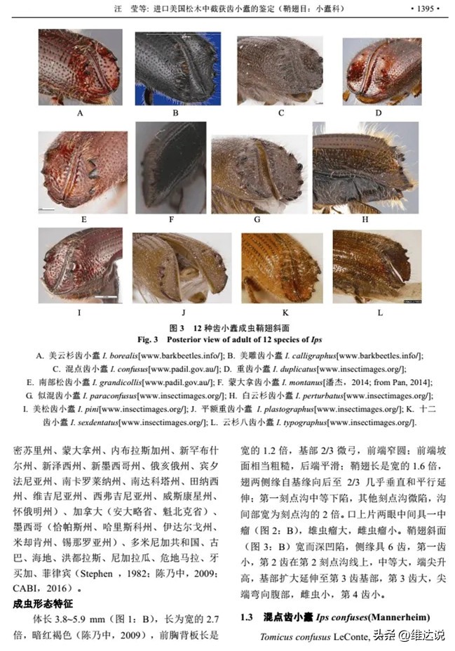 外来生物入侵鳄雀鳝怎么出现的,图说外来入侵物种鳄雀鳝