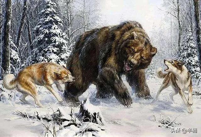 熊冬眠被挖出来,熊冬眠后被人吵醒了还会继续睡吗