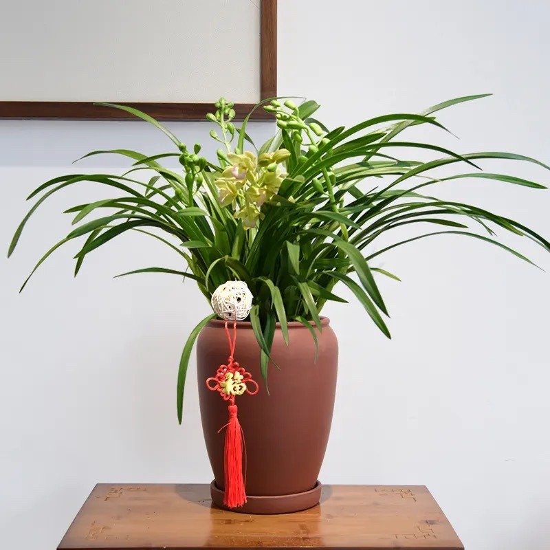 卧室养花，必养3种，香气淡雅枝叶繁茂，养神促睡眠，身体精神棒