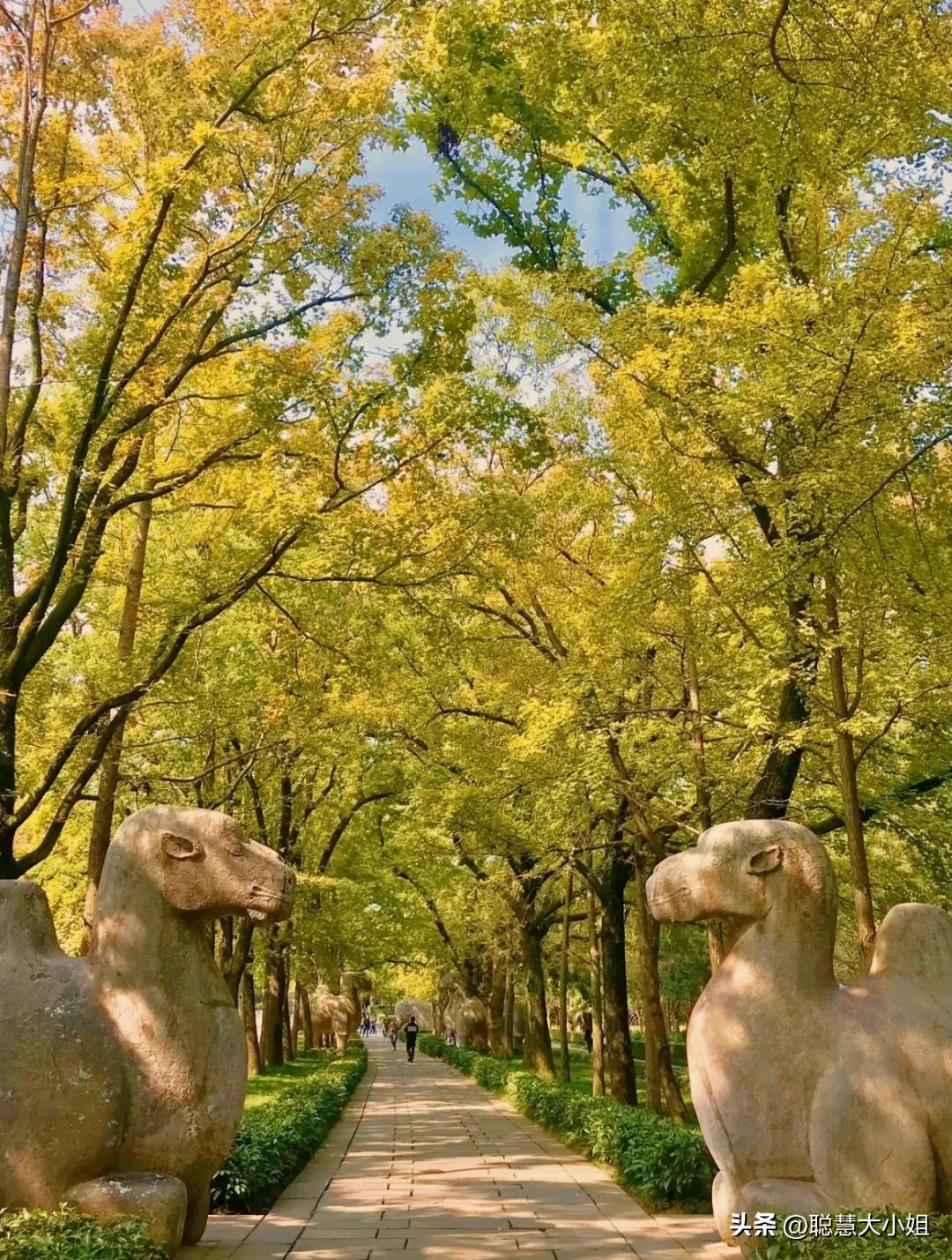 南京赏秋枫叶,南京秋天赏枫叶好去处