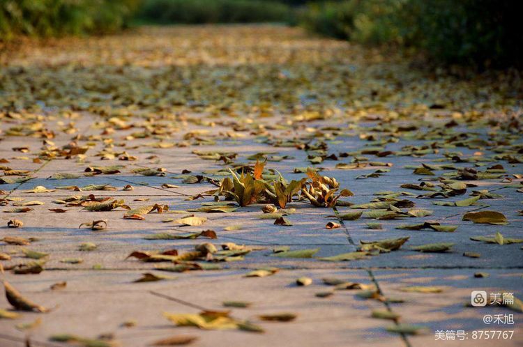 暮秋雅阁微刊第十八期