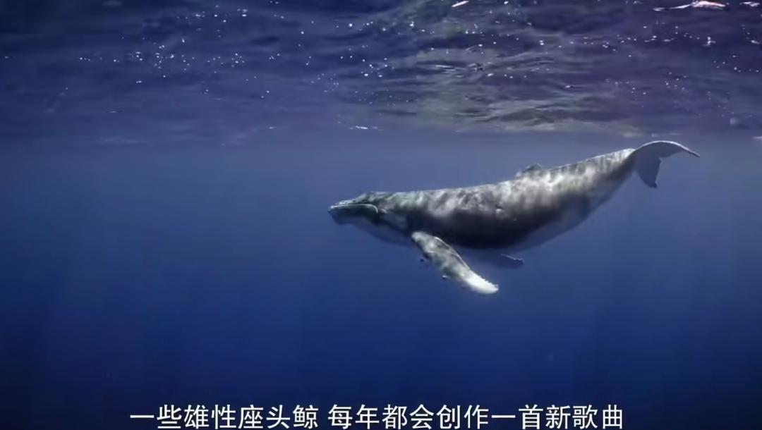 豆瓣排名第五摄人心魄的好片,豆瓣8.6分今年看过最良心的电影