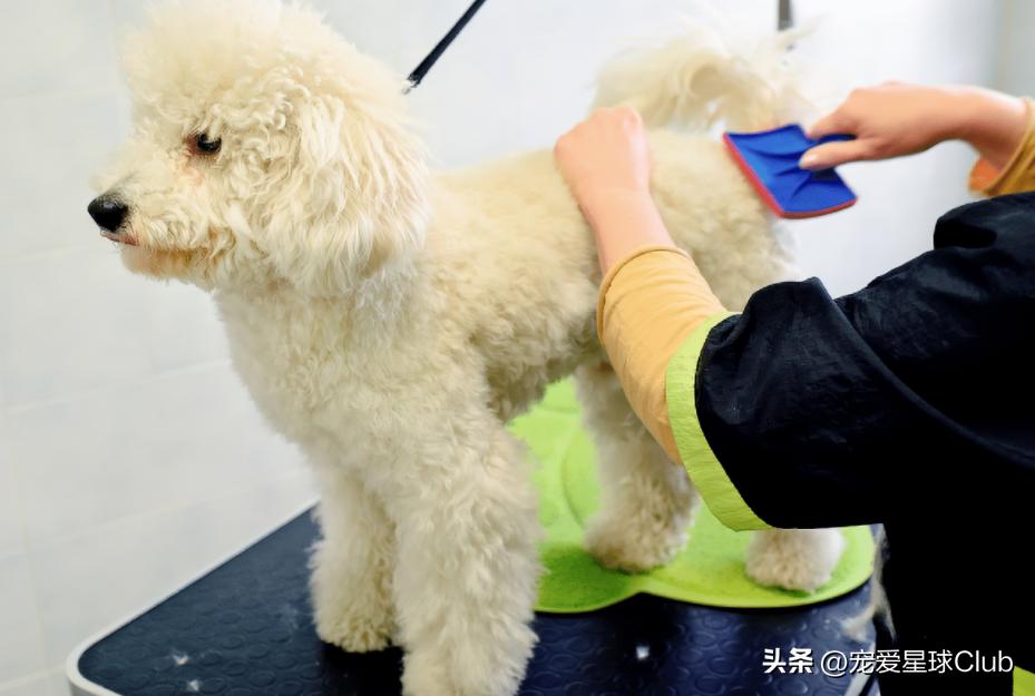 狗狗掉毛都快秃了还痒,狗狗尾巴毛掉秃了怎么回事