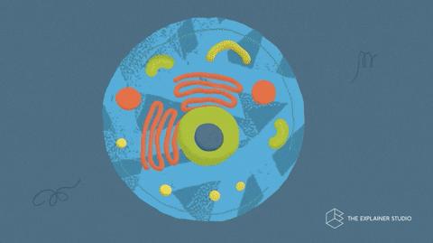 再生医学日本,日本再生医学治疗肾最新进展