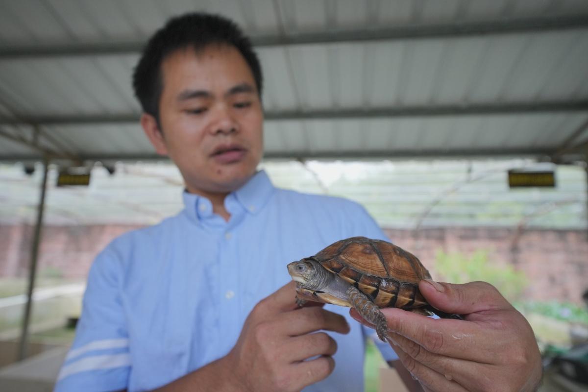 巴西龟如何正确养殖,巴西龟的正确养殖方法图解