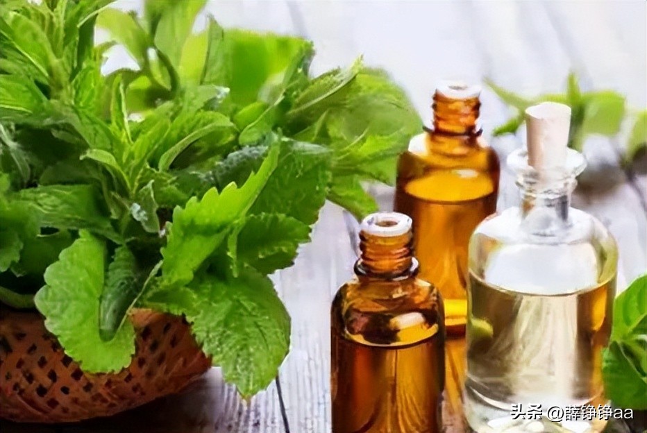 薄荷精油详细介绍,薄荷精油具有温和的能力