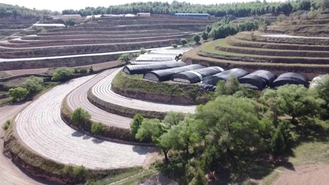 土蛋蛋变金蛋蛋千亩马铃薯喜丰收,甘肃金蛋蛋马铃薯