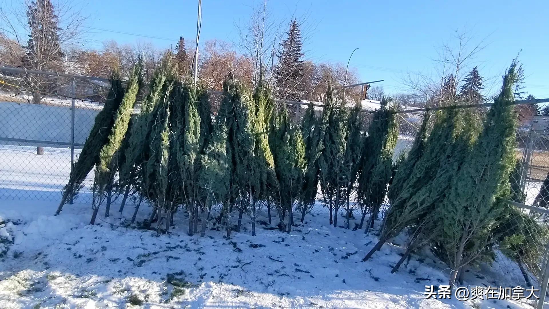 加拿大圣诞树多少钱一棵,国外如何用真树做圣诞树