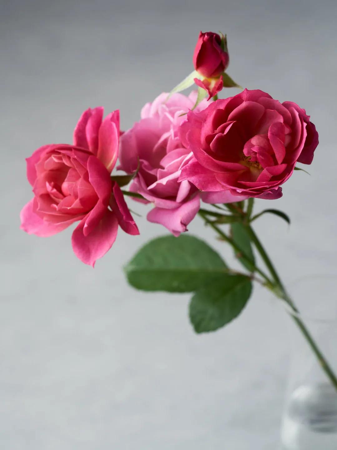 日本月季耐阴品种,日本葵月季适合两广吗