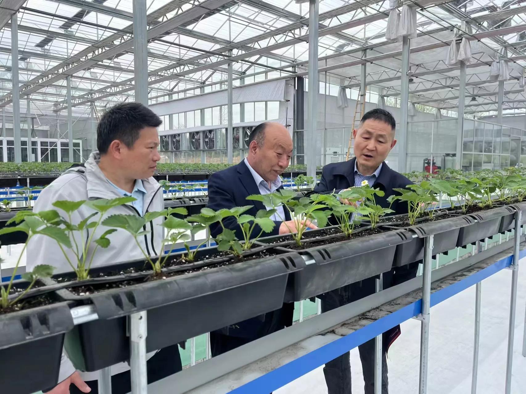 安徽种菇大王丁伦保联系电话,肥西蘑菇大王丁伦保