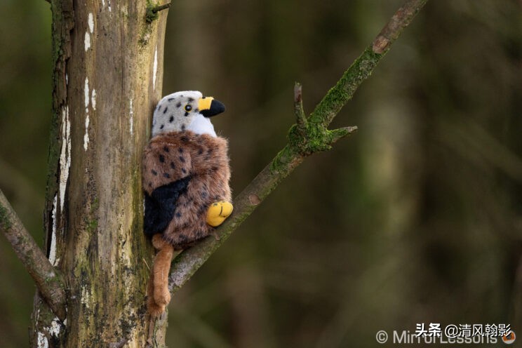 索尼微单长焦镜头55-210,索尼微单长焦镜头最新款