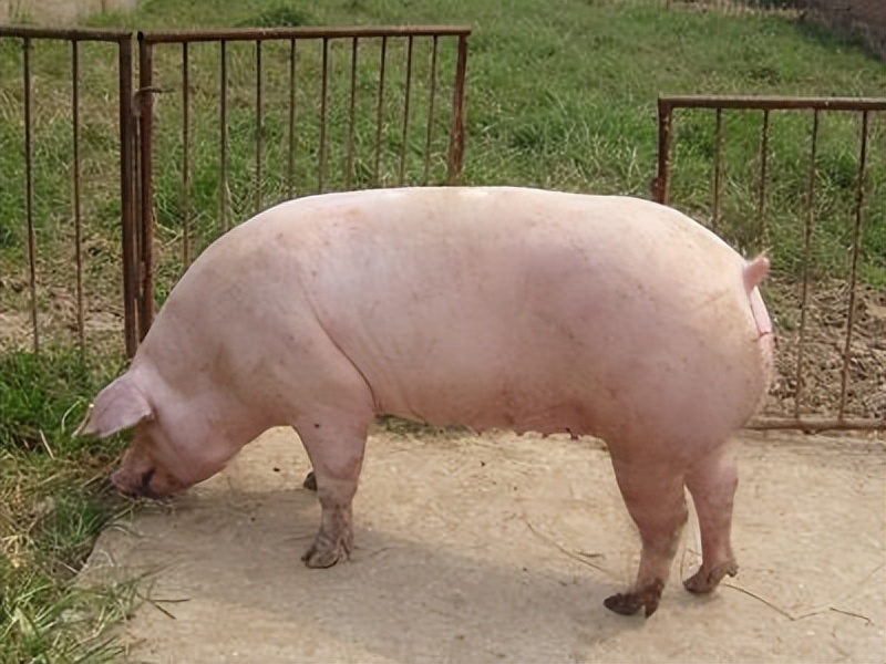 母猪产后没奶水怎么办？母猪产后没奶水的原因，学会了很有用