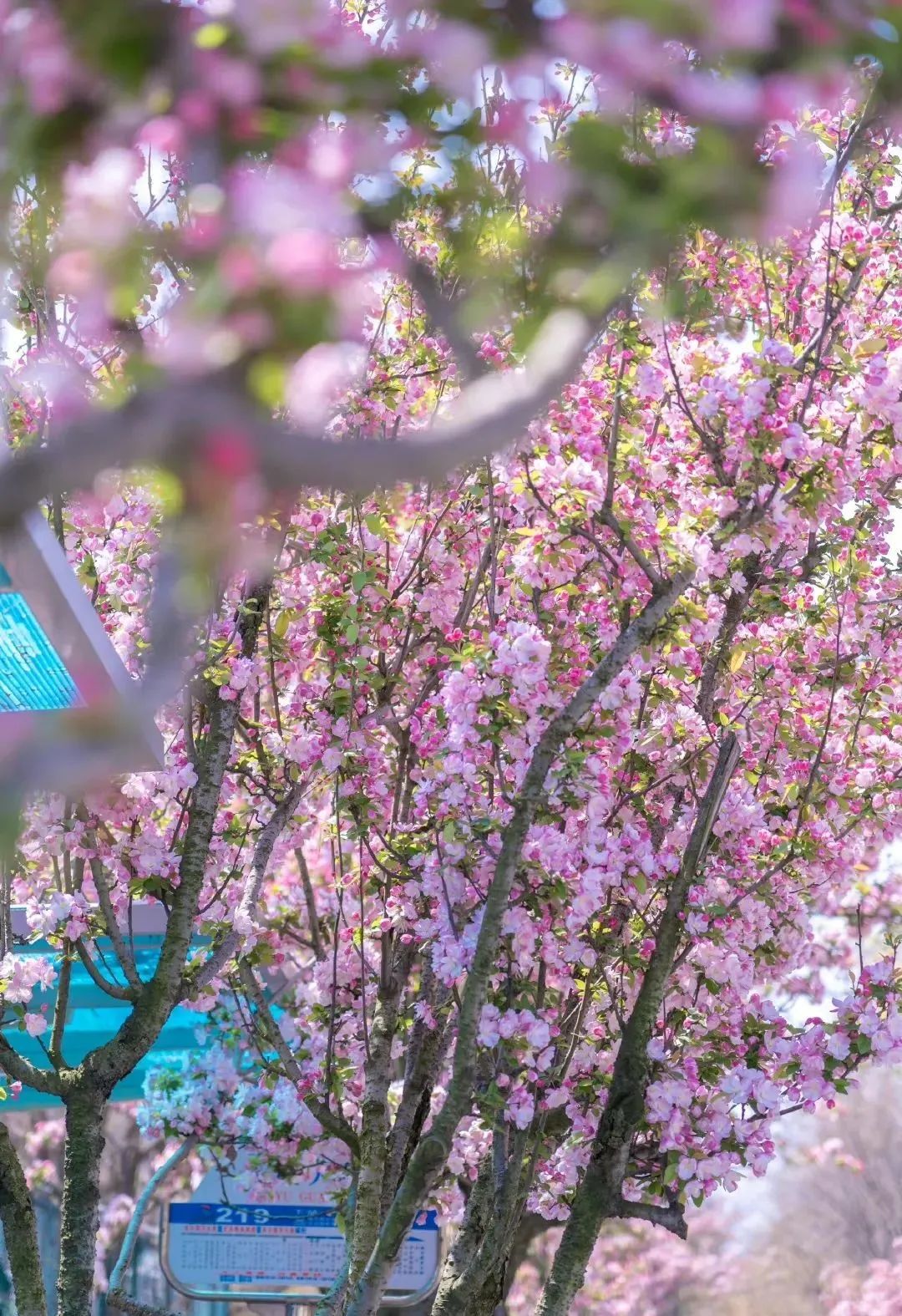 来过的人流连忘返,青岛是个令人向往的地方