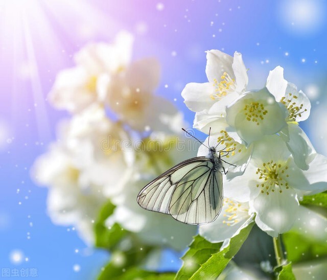 真有七窨九窨的茉莉花茶吗,六窨和九窨茉莉花茶的区别