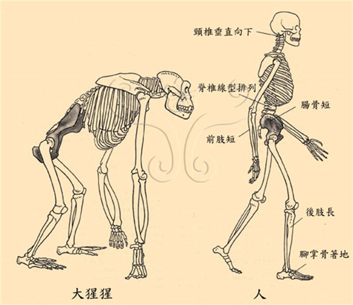114万年前发生了啥？人类只剩头发、腋毛、阴部等处毛发有啥用？