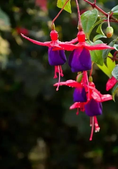 花朵壁纸横版,花朵招财壁纸