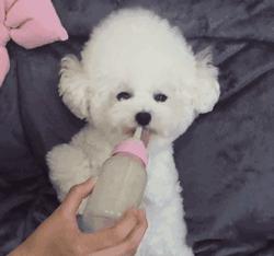 挑狗的诀窍,挑狗五大秘诀